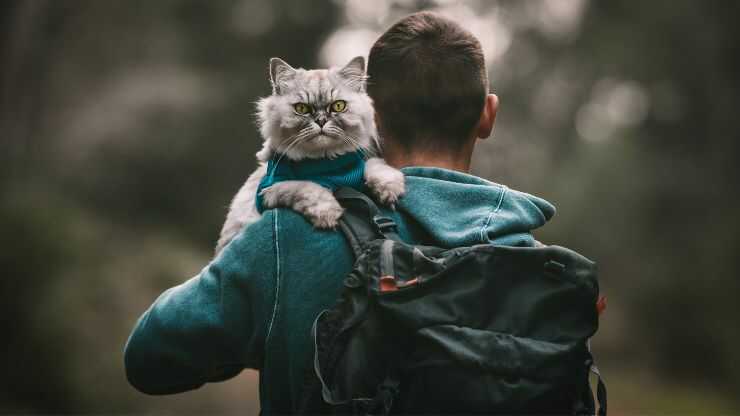 Come non sollevare il gatto