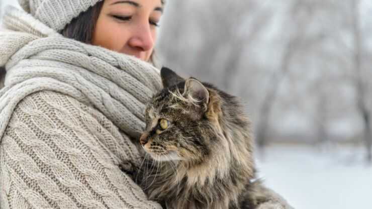 Sollevare il gatto in questo modo è sbagliato