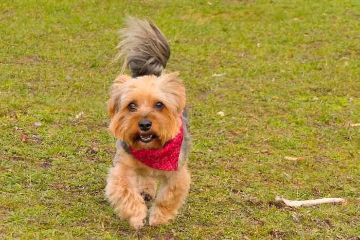 Il comportamento del cane