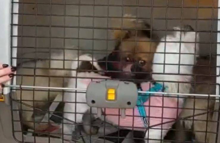 sei cani uomo denunciato