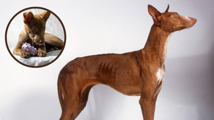 podenco canario