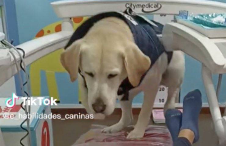 cane aldo dentistico terapia