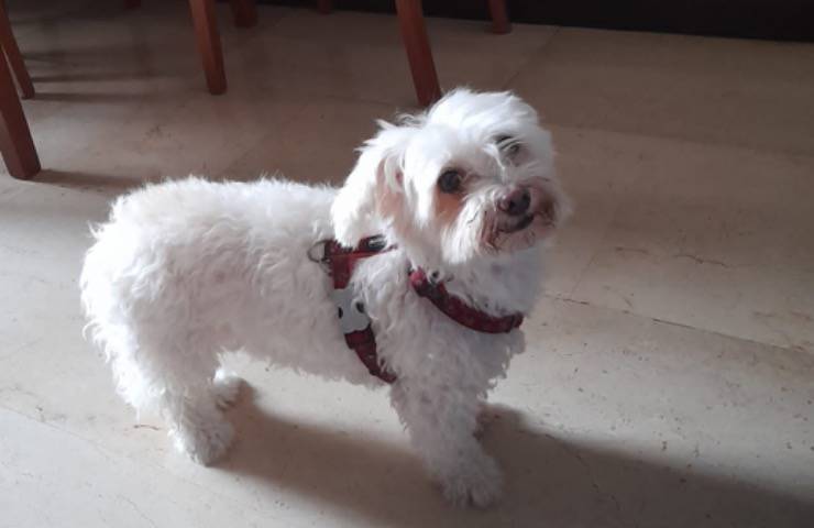 cagnolina allegra tornare casa 