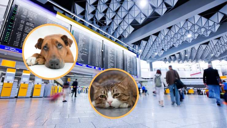 Animali abbandonati aeroporto