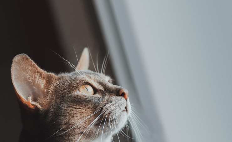 Baffi gatto