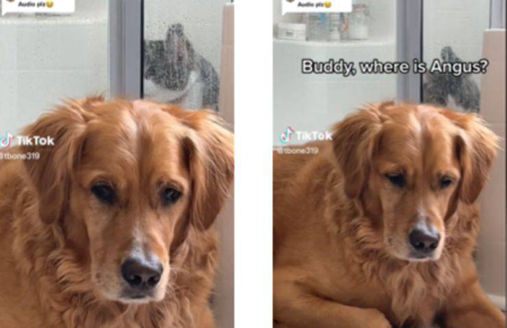 doccia dispettoso cane gattino