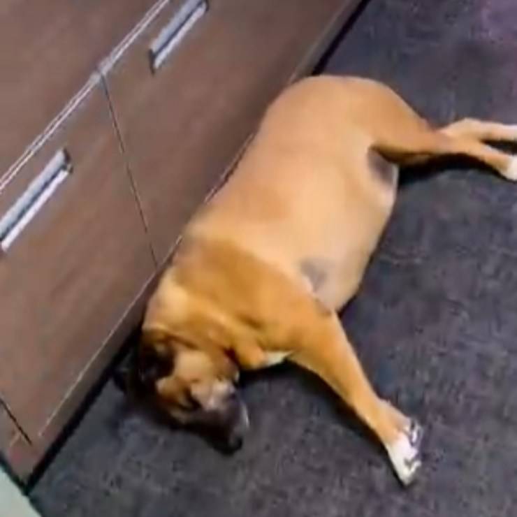 cagnolina randagia sonnellino diretta