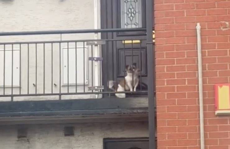 cagnolina dottie piange porta