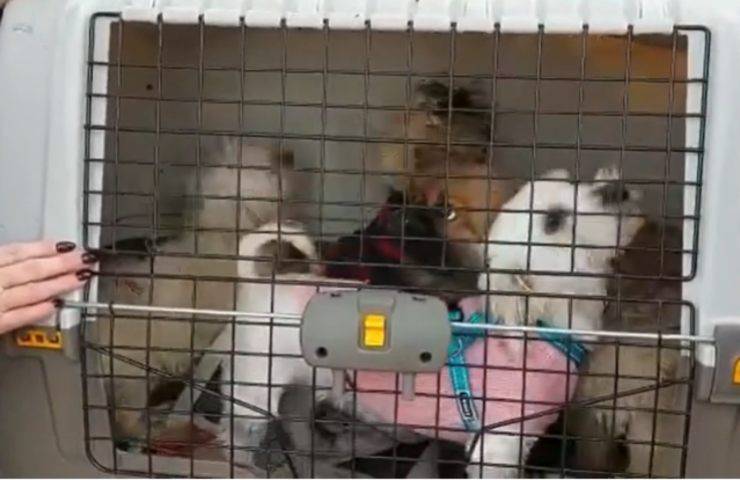 Cagnolini gabbie criceti salvati