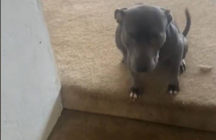 cagnolino spagnolo comandi lingua