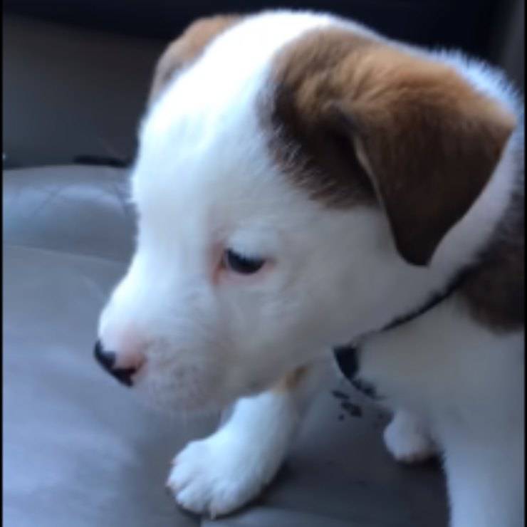singhiozzo prima volta cagnolino
