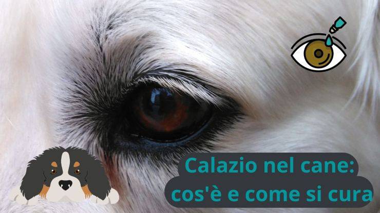 Problemi all'occhio del cane
