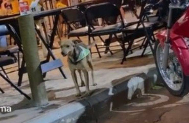 cane va al bar