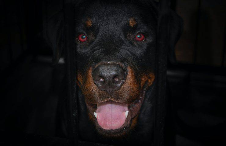cane rimasto solo un anno