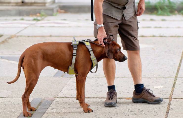 cane guinzaglio solleva vigili