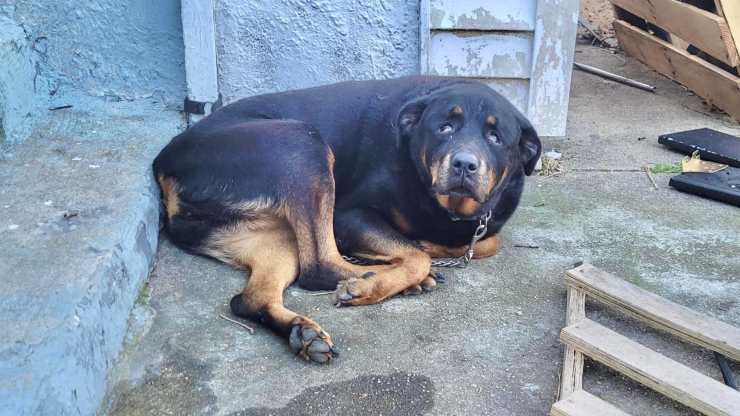 cane anziano abbandonato
