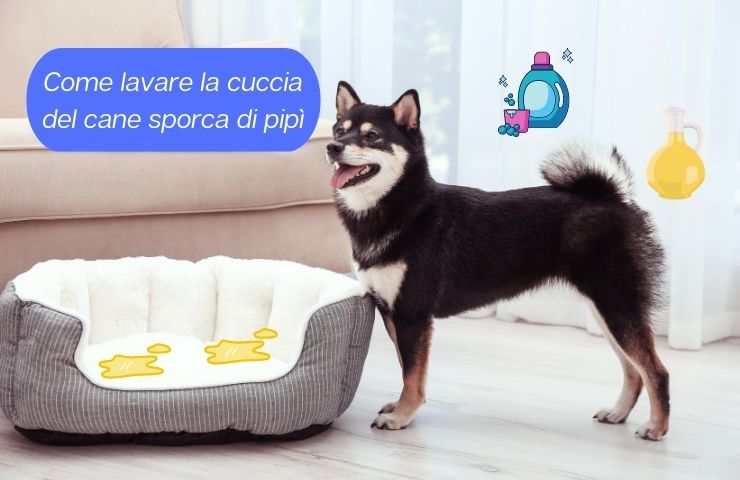 Pulire cuccia