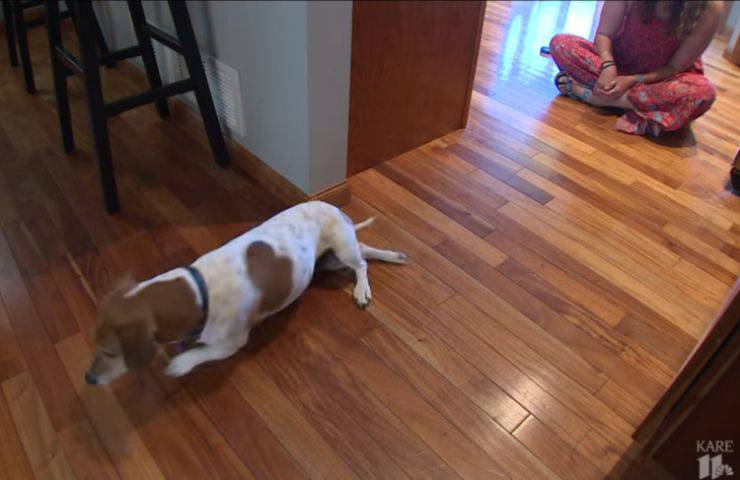 cane maestra bambino aiuta