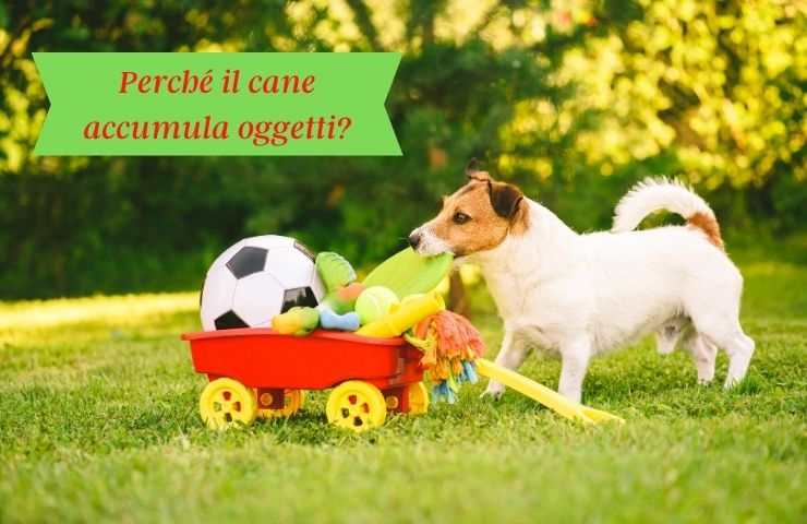 Cane con il carrello di oggetti