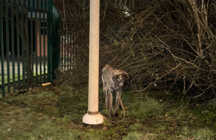 lega cane esterno congelare 