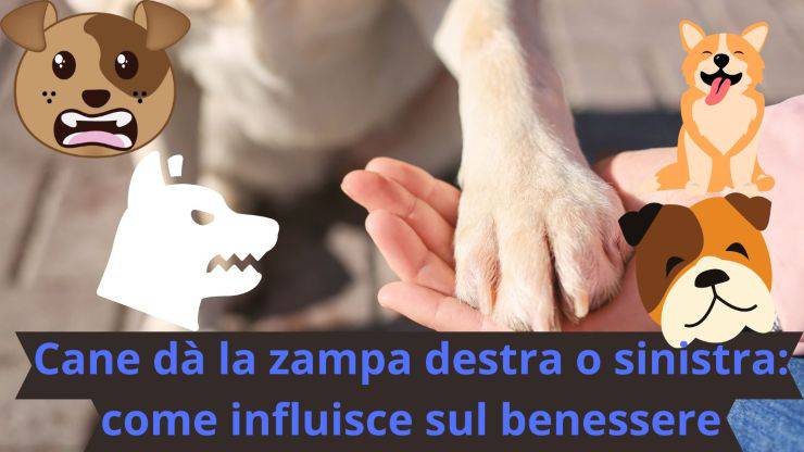 Zampe del cane