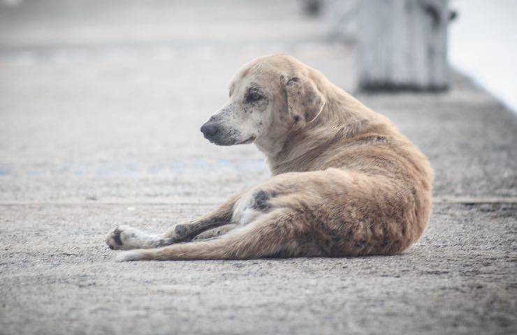 perde cane arriva multa