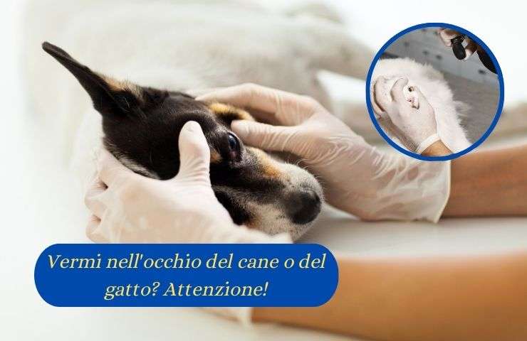 Cane dal veterinario