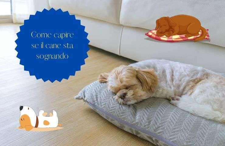 Cane dorme