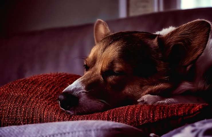 Cane dorme sul divano