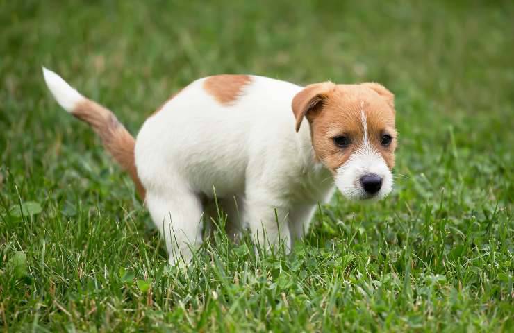 Cane fa la cacca