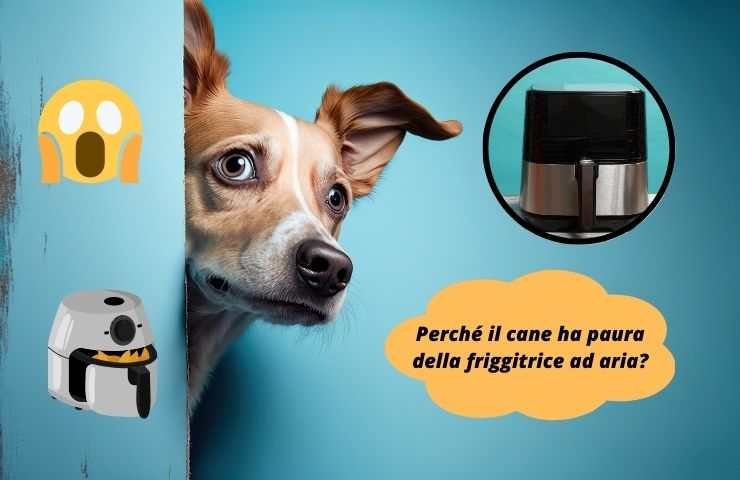Cane ha paura