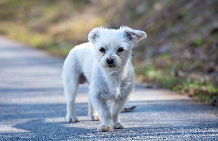 Cane autostrada macchine bloccate