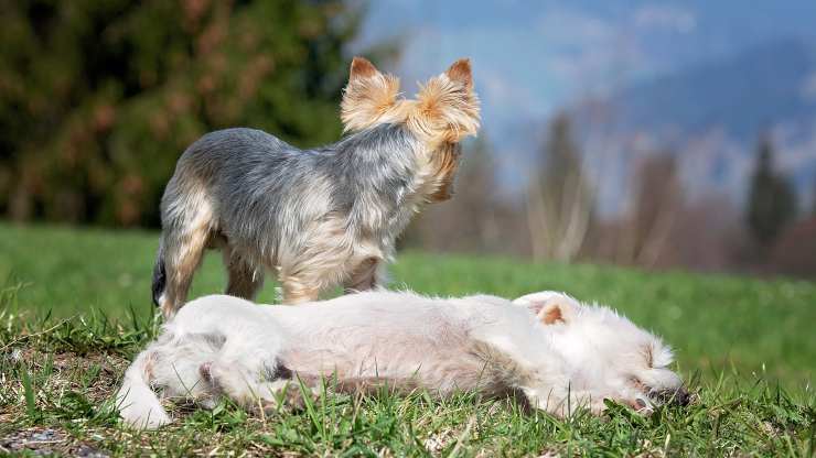 cane rischia morire corriere