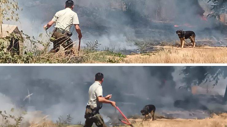 cane intrappolato tra le fiamme