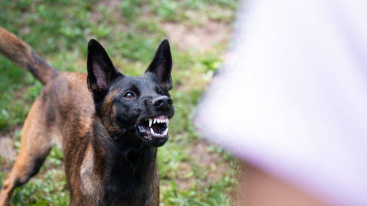 Cane denti