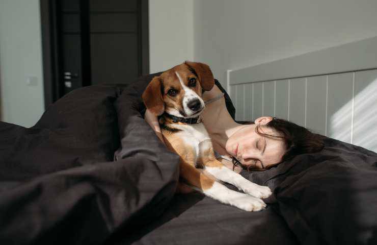 Cane nel letto