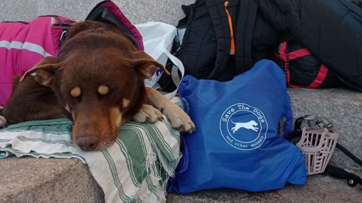 cani per la strada