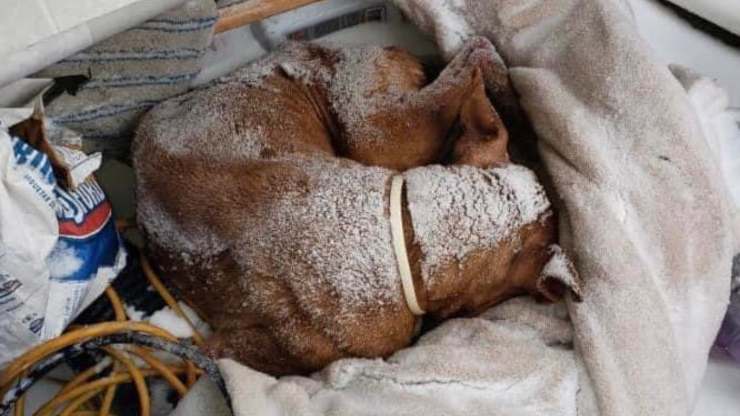 Cane ricoperto di neve