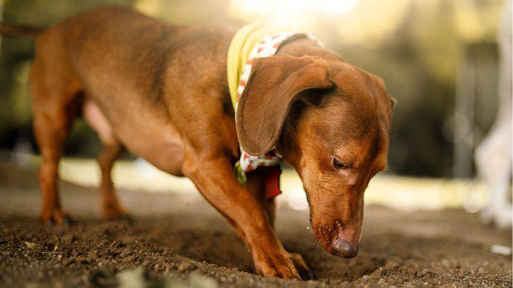 Cane scava una buca