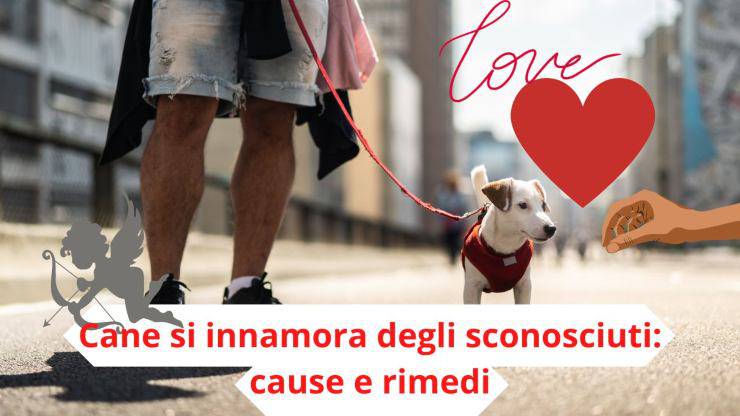 Cane in strada
