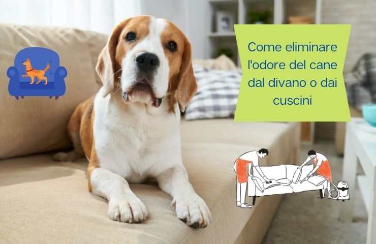 Odore del cane sul divano