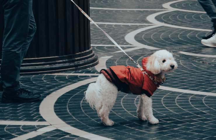 Cane tira al guinzaglio