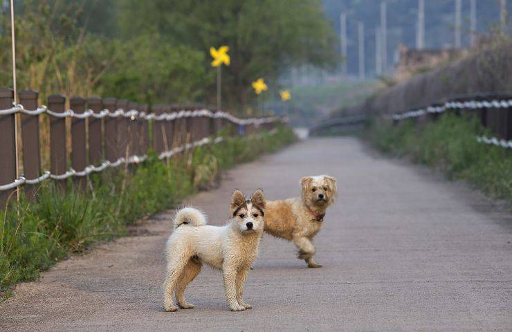 sportelli territoriali maltrattamenti animali