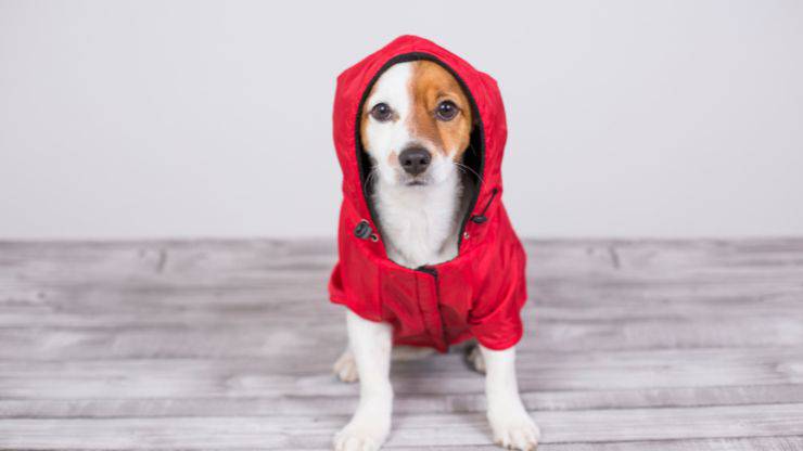 Cane cappotto