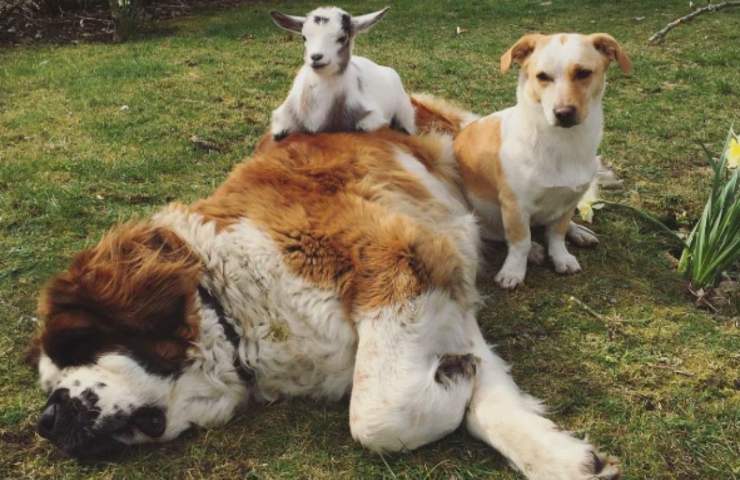 capretta cagnolini amicizia segue