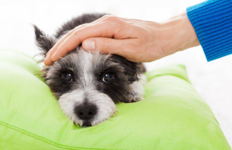 Carbone vegetale per Fido