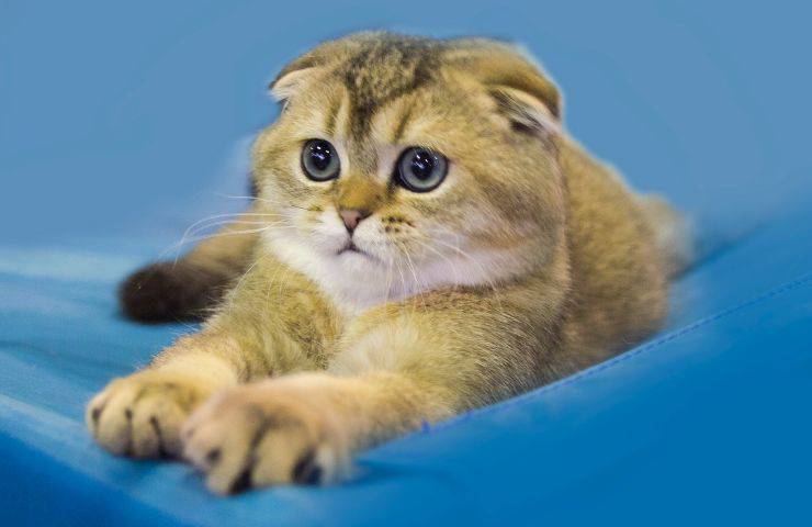 Gatto malato