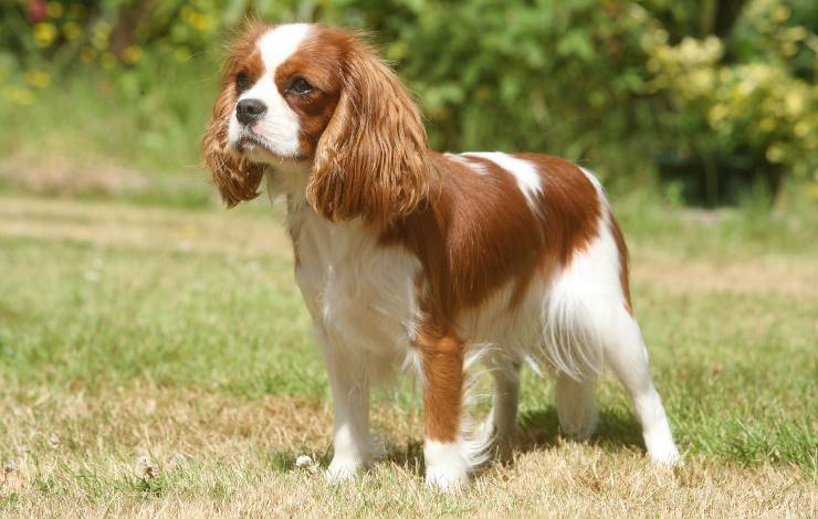 Cavalier King Charles Spaniel