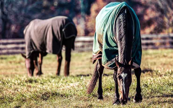 due cavalli al pascolo