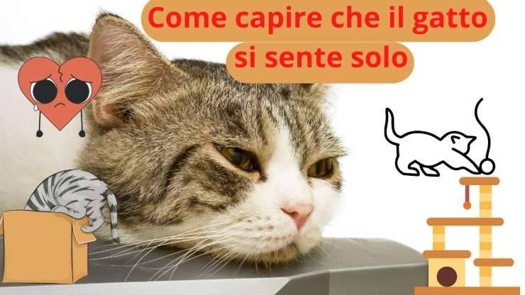 Gatto si sente solo